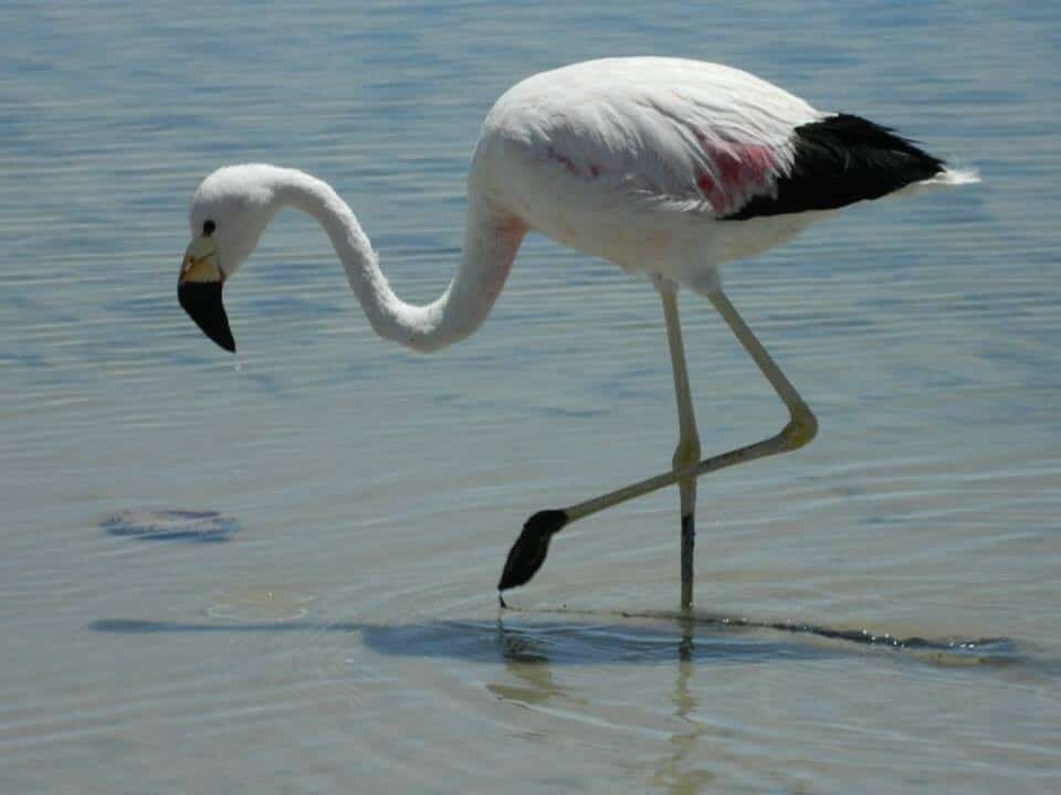 Laguna Chaxa. Own picture.