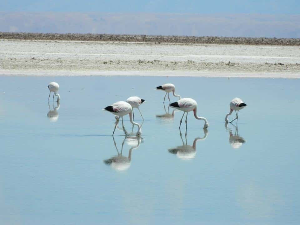 Laguna Chaxa. Own picture.