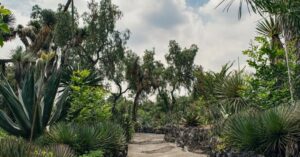 Jardín botánicos de la UNAM