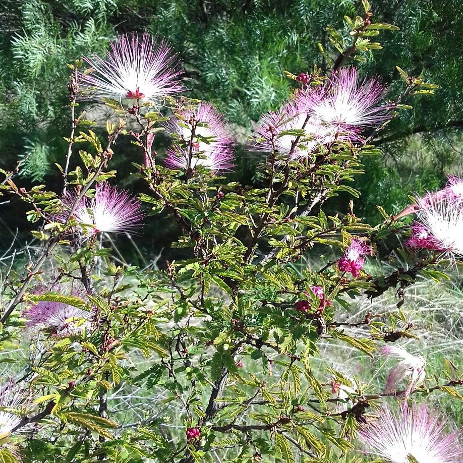 sierra de uruguay