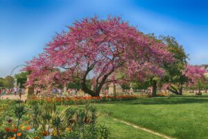 Jardín de Tuileries en la primavera