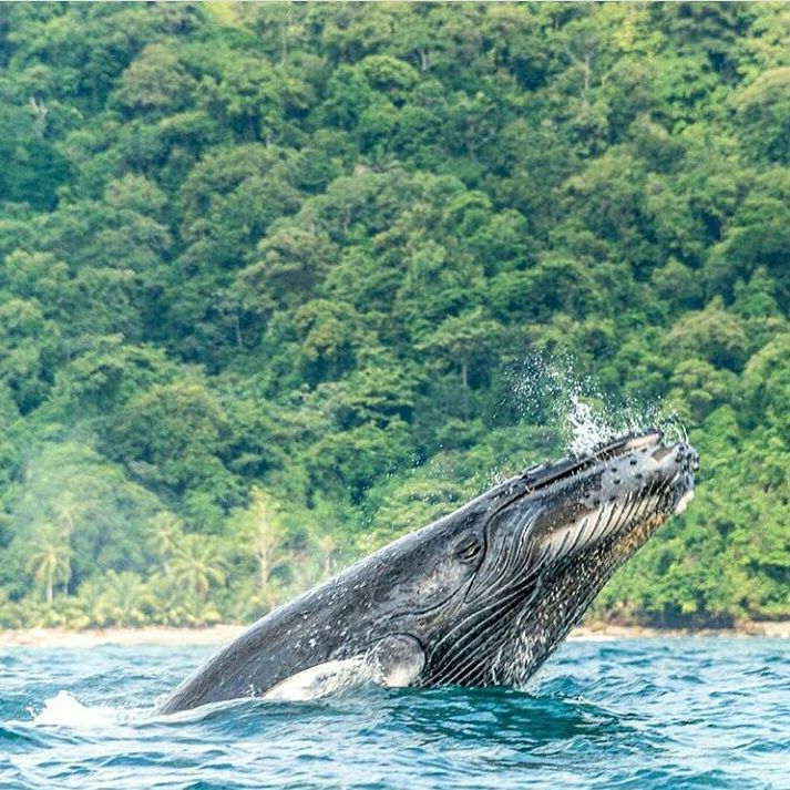Ballenas en la Isla Gorgona-Pacífico de Colombia