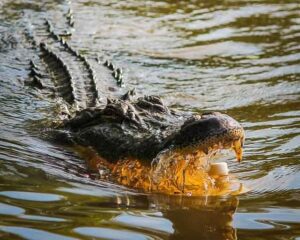 excursión desde Baton Rouge, caimán del mississippi