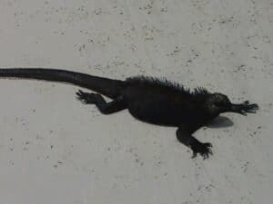 Iguana de las Islas Galápagos