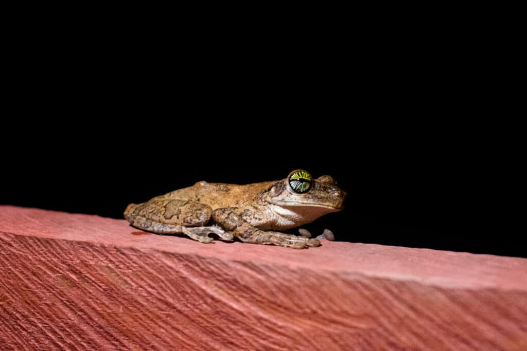 Sapo de la amazonía peruana