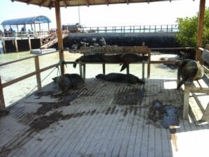 Esto es algo que hay que hacer en las Islas Galápagos