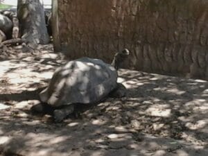 Las tortugas Gigantes de las Islas Galápagos.