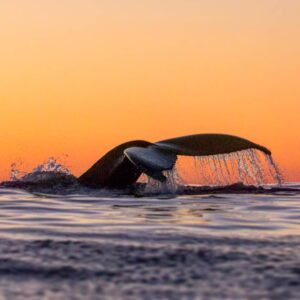 Ballenas en Noruega