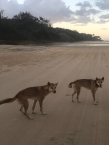 Dingos en Fraser Island