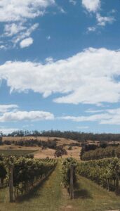 Viñedo en Tasmania