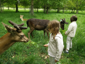 Niños en Irlanda con ciervos