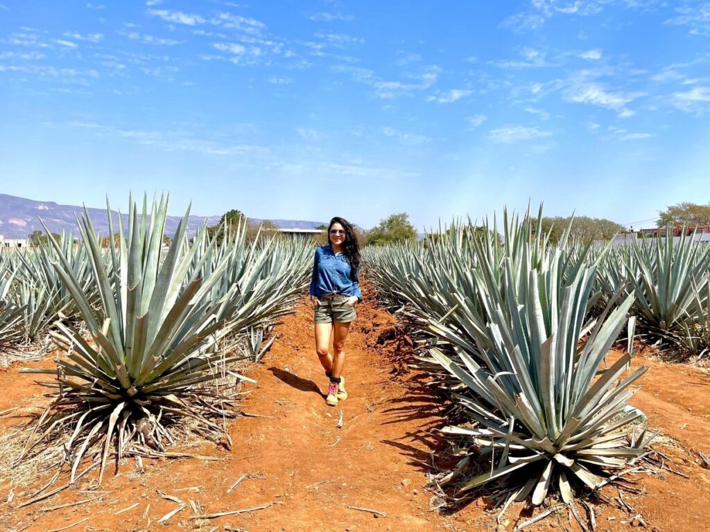 Campos de Agave en Jalisco