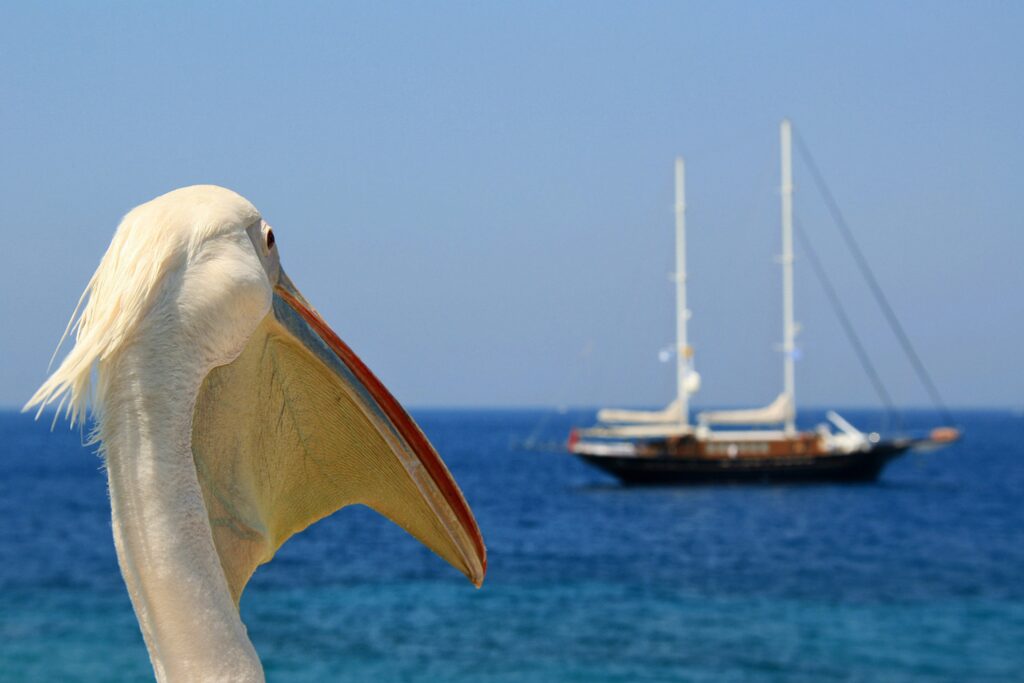 mikonos, barco, pelícano