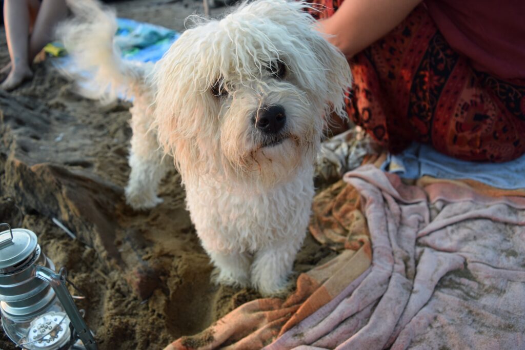 Viajar con mascotas a Grecia