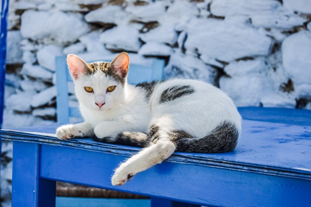 Viajar con mascotas a Grecia