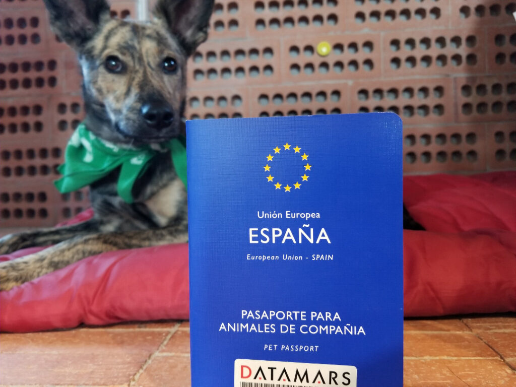 VIAJAR CON MASCOTAS