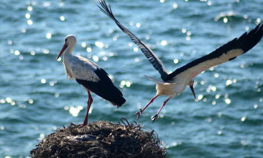 Rota Vicentina