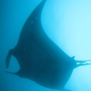 alt buceo y submarinismo en galápagos