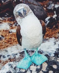 alt piqueros patas azeles en Galápagos