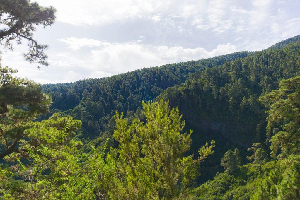 Desde el mirador de La Cumbrecita puedes ver los bosques de pinos que se esconden entre los roques