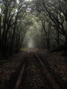 En el Parque Nacional de Garajonay puedes ver los milenarios bosques de laurisilva