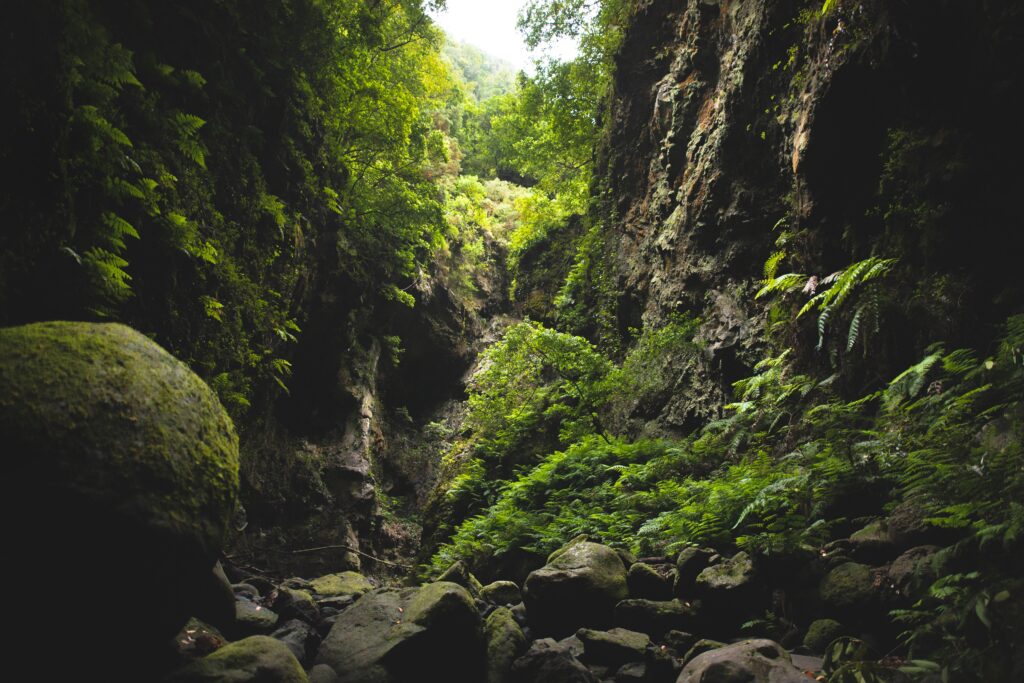 En La Palma puedes ver el verdoso Bosque de Los Tilos