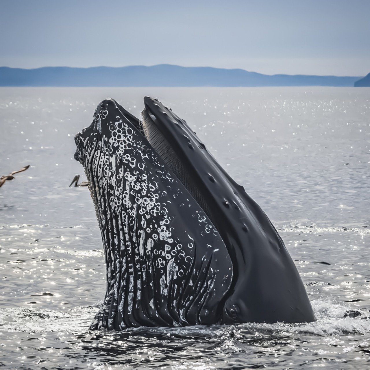 La mejor temporada para viajar a México y ver ballenas