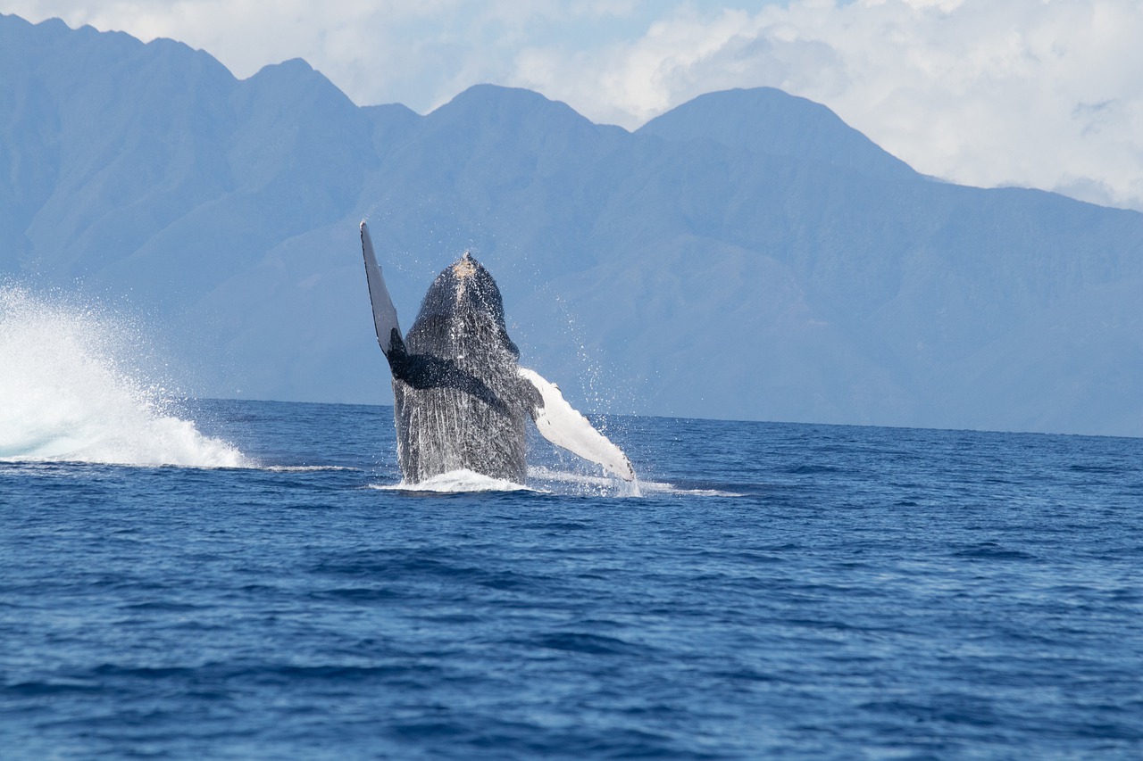 La mejor temporada para viajar a México y ver ballenas