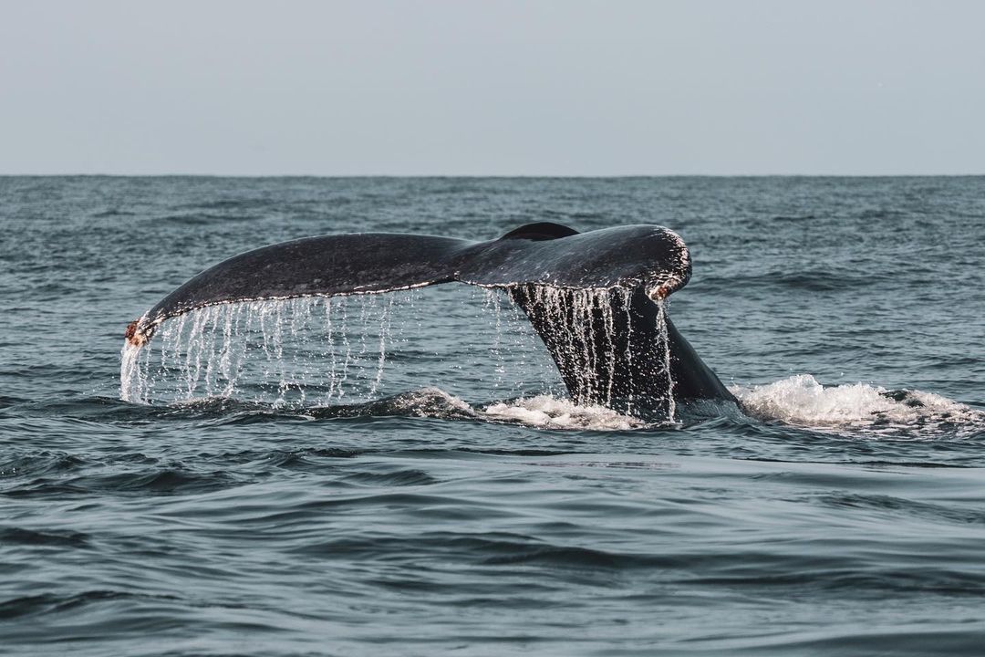 La mejor temporada para viajar a México y ver ballenas