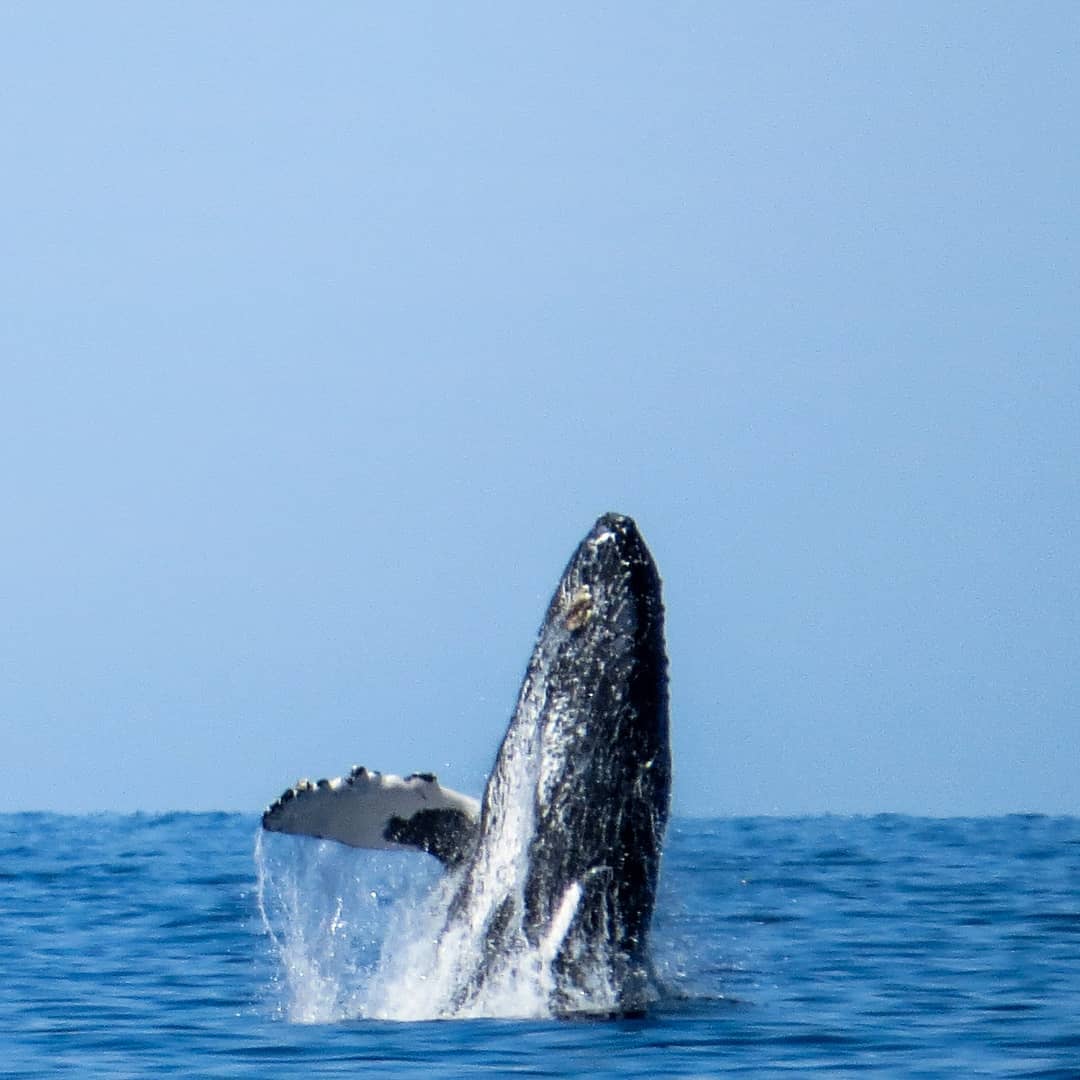 La mejor temporada para viajar a México y ver ballenas