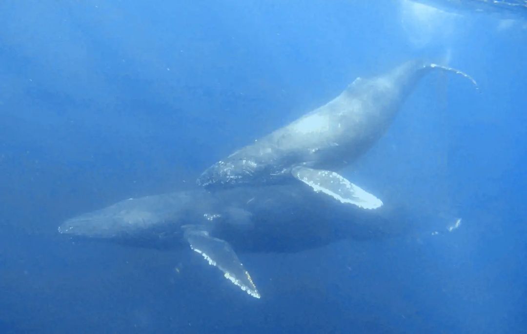 La mejor temporada para viajar a México y ver ballenas