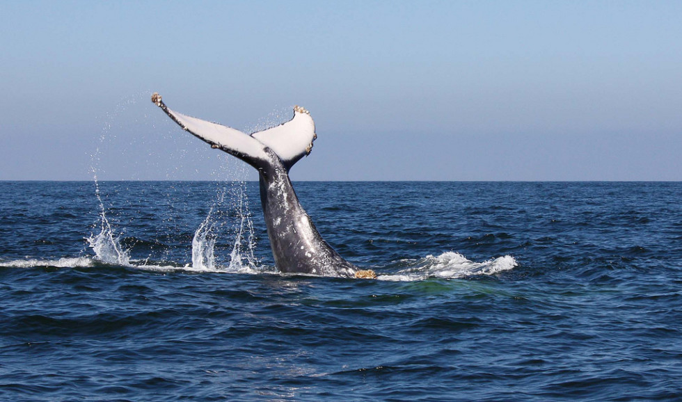 La mejor temporada para viajar a México y ver ballenas